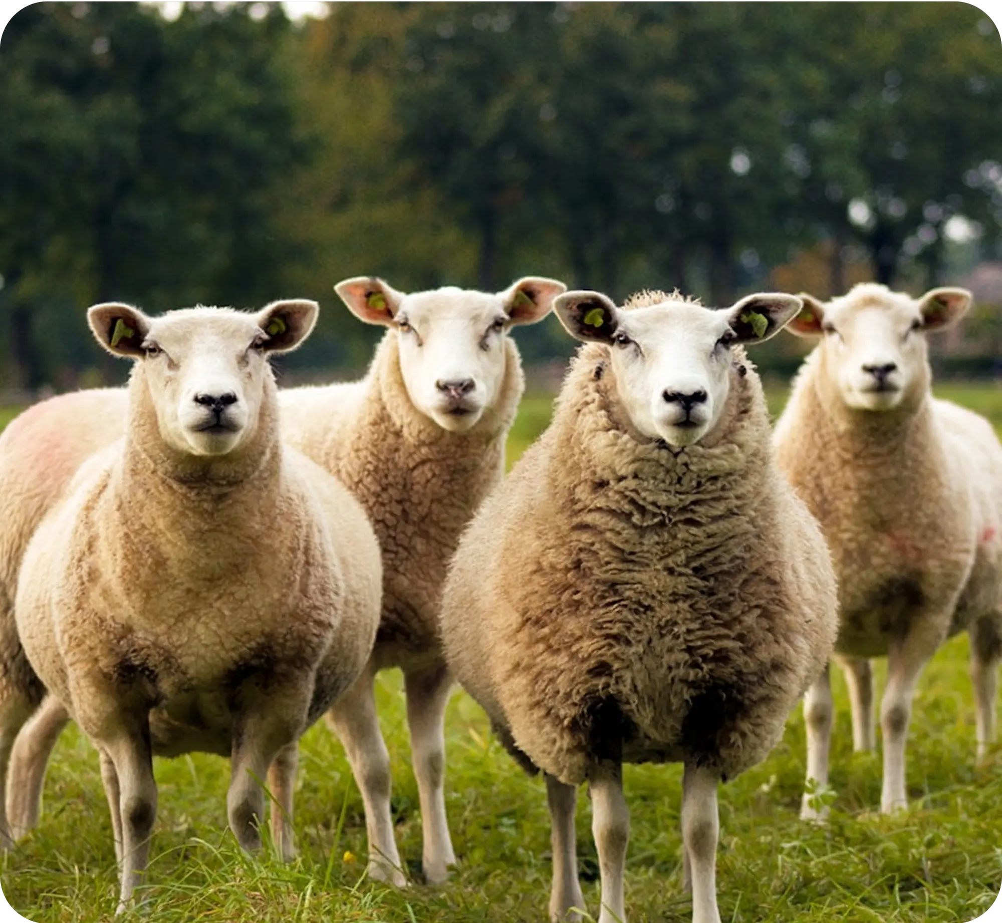 Four white sheep standing in field looking at camera