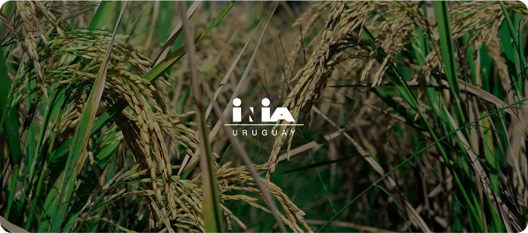 Golden rice panicles in field with INIA Uruguay logo.